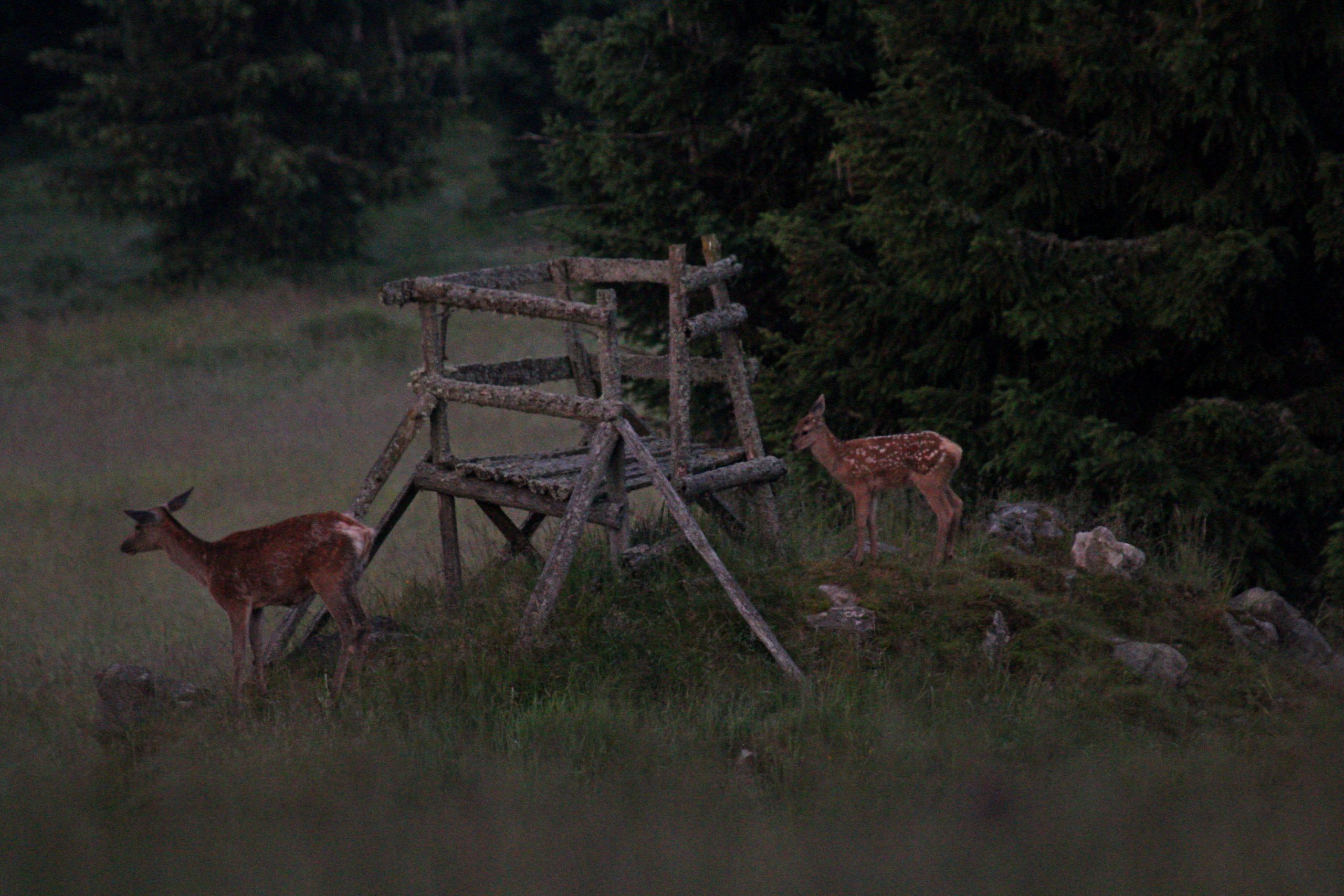 Okolí Filipovy Hutě na Šumavě — fotografie 42